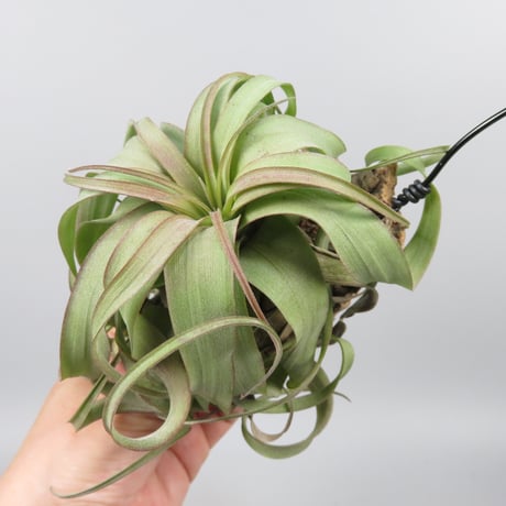 Tillandsia 'Eric Knobloch'
