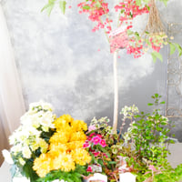【花苗セット・無料視聴】9/26(土)Green life Zoom webinars 花苗セット+無料視聴