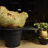 Cyphostemma uter macropus　キフォステンマ ウター マクロプス ベアルート株 6I13 芽吹きあり