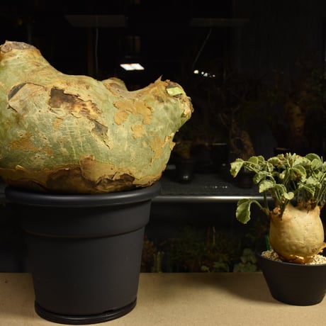 Cyphostemma uter macropus　キフォステンマ ウター マクロプス ベアルート株 6I13 芽吹きあり