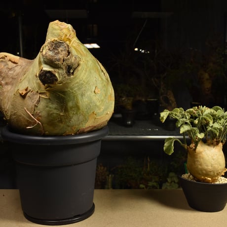 Cyphostemma uter macropus　キフォステンマ ウター マクロプス ベアルート株 6I13 芽吹きあり