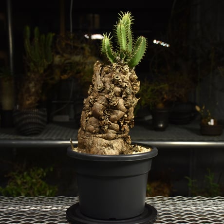 Euphorbia mlanjeana　ユーフォルビア ムランジーナ 発根済現地株 I88