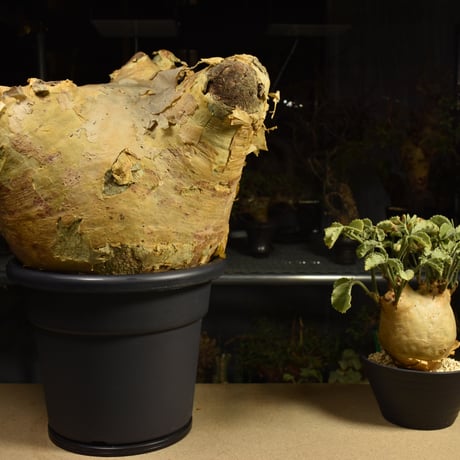 Cyphostemma uter macropus　キフォステンマ ウター マクロプス ベアルート株 6I15 芽吹きあり