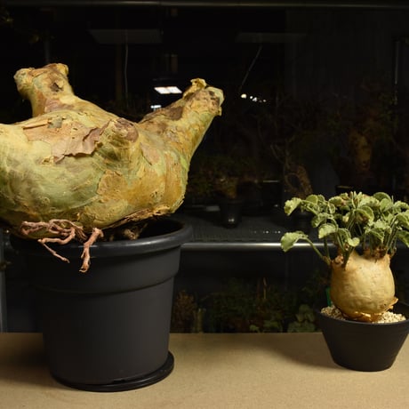 Cyphostemma uter macropus　キフォステンマ ウター マクロプス ベアルート株 6I9 芽吹きあり