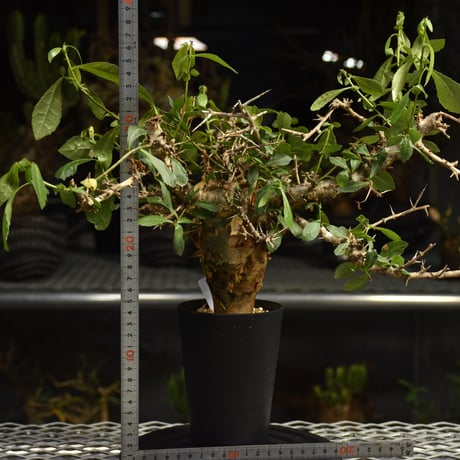 Commiphora habessinica コミフォラ ハベシニカ 発根済現地株 6B35