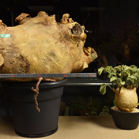 Cyphostemma uter macropus　キフォステンマ ウター マクロプス ベアルート株 6I12 芽吹きあり