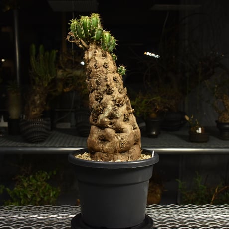 Euphorbia mlanjeana　ユーフォルビア ムランジーナ 発根済現地株 6DA37