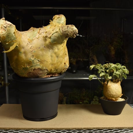 Cyphostemma uter macropus　キフォステンマ ウター マクロプス ベアルート株 6I10 芽吹きあり