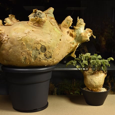Cyphostemma uter macropus　キフォステンマ ウター マクロプス ベアルート株 6I2 芽吹きあり