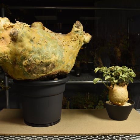 Cyphostemma uter macropus　キフォステンマ ウター マクロプス ベアルート株 6I10 芽吹きあり