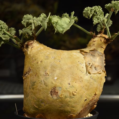 Cyphostemma uter var. macropus　キフォステンマ ウター マクロプス 発根済現地株 I60