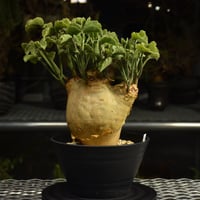 Cyphostemma uter var. macropus　キフォステンマ ウター マクロプス 発根済現地株 I61
