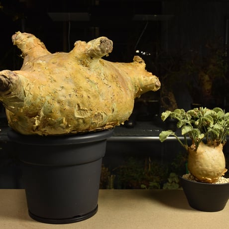 Cyphostemma uter macropus　キフォステンマ ウター マクロプス ベアルート株 6I3 芽吹きあり
