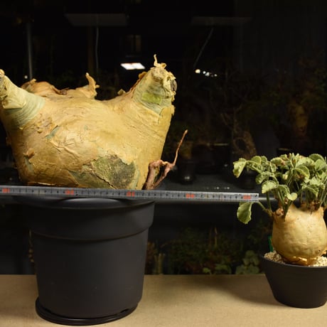 Cyphostemma uter macropus　キフォステンマ ウター マクロプス ベアルート株 6I11 芽吹きあり