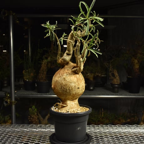 Adenium Somalense アデニウム ソマレンセ 発根済現地株 6H4