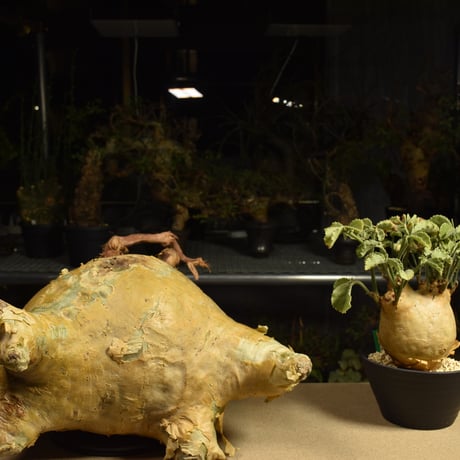 Cyphostemma uter macropus　キフォステンマ ウター マクロプス ベアルート株 6I14 芽吹きあり