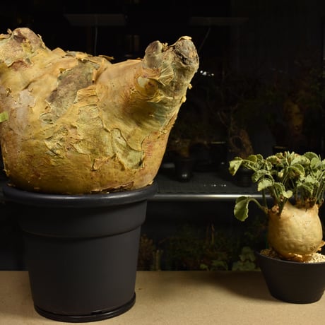 Cyphostemma uter macropus　キフォステンマ ウター マクロプス ベアルート株 6I15 芽吹きあり