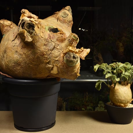 Cyphostemma uter macropus　キフォステンマ ウター マクロプス ベアルート株 6I12 芽吹きあり