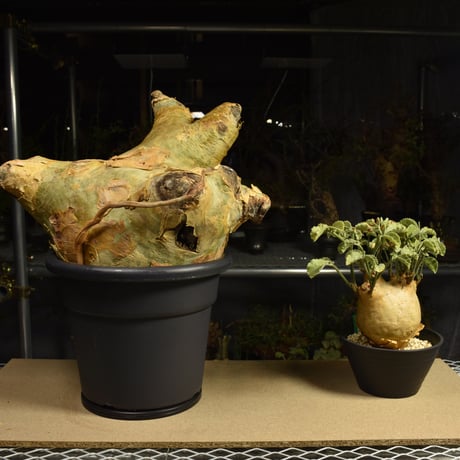 Cyphostemma uter macropus　キフォステンマ ウター マクロプス ベアルート株 6I5 芽吹きあり
