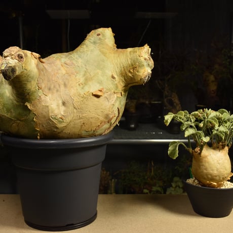 Cyphostemma uter macropus　キフォステンマ ウター マクロプス ベアルート株 6I13 芽吹きあり