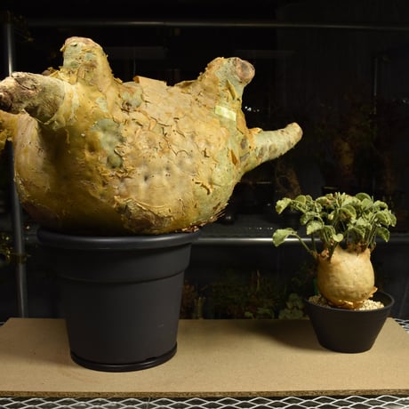Cyphostemma uter macropus　キフォステンマ ウター マクロプス ベアルート株 6I10 芽吹きあり