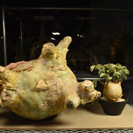 Cyphostemma uter macropus　キフォステンマ ウター マクロプス ベアルート株 6I10 芽吹きあり