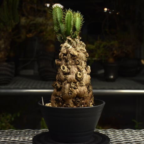 Euphorbia mlanjeana　ユーフォルビア ムランジーナ 発根済現地株 I87