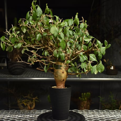 Commiphora habessinica コミフォラ ハベシニカ 発根済現地株 6B34