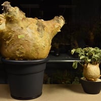 Cyphostemma uter macropus　キフォステンマ ウター マクロプス ベアルート株 6I15 芽吹きあり