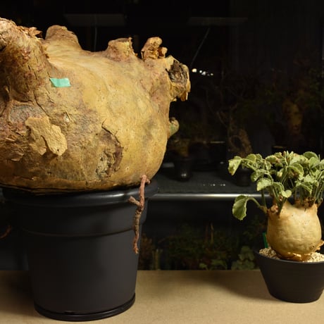 Cyphostemma uter macropus　キフォステンマ ウター マクロプス ベアルート株 6I12 芽吹きあり