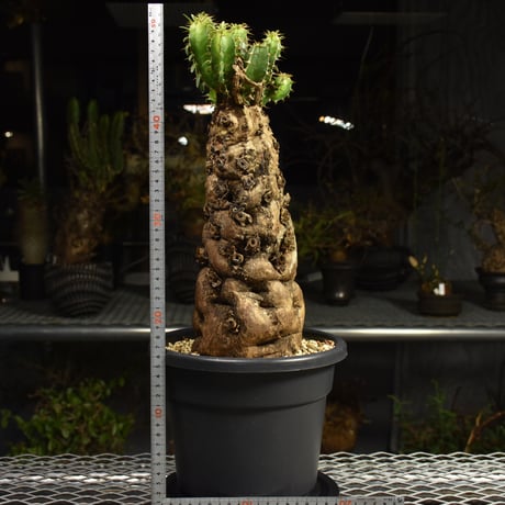 Euphorbia mlanjeana　ユーフォルビア ムランジーナ 発根済現地株 6DA37