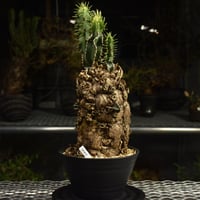 Euphorbia mlanjeana　ユーフォルビア ムランジーナ 発根済現地株 I89