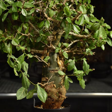 Commiphora habessinica コミフォラ ハベシニカ 発根済現地株 6B36