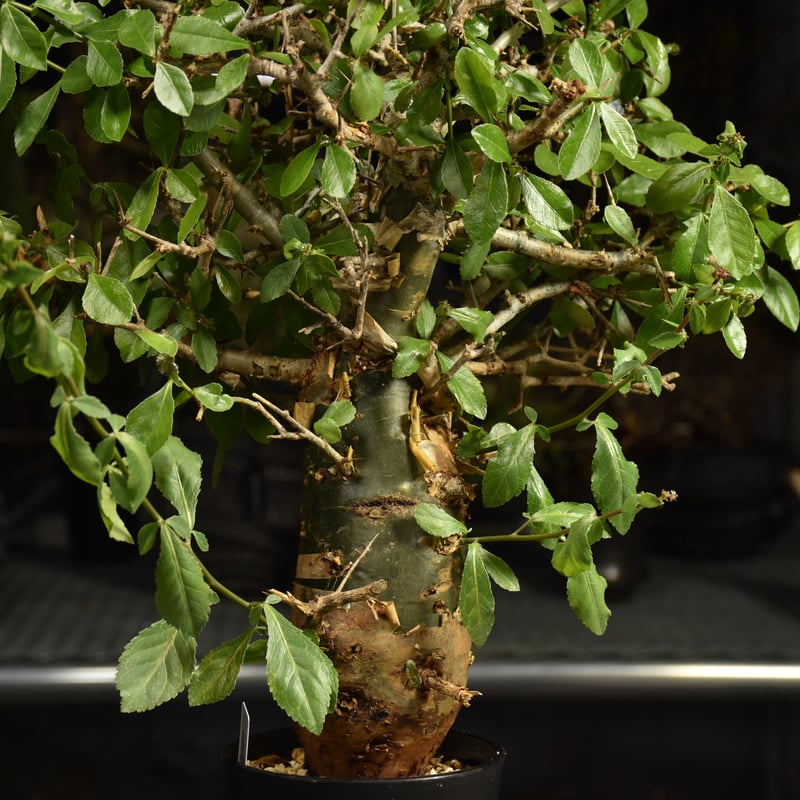 Commiphora habessinica コミフォラ ハベシニカ 発根済現地株 6B36