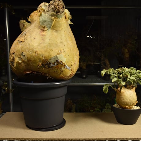 Cyphostemma uter macropus　キフォステンマ ウター マクロプス ベアルート株 6I16 芽吹きあり
