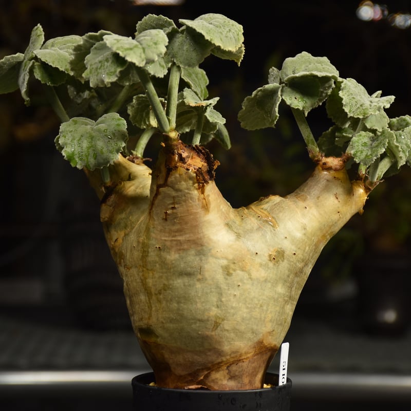 Cyphostemma uter var. macropus キフォステンマ ウター マクロプ