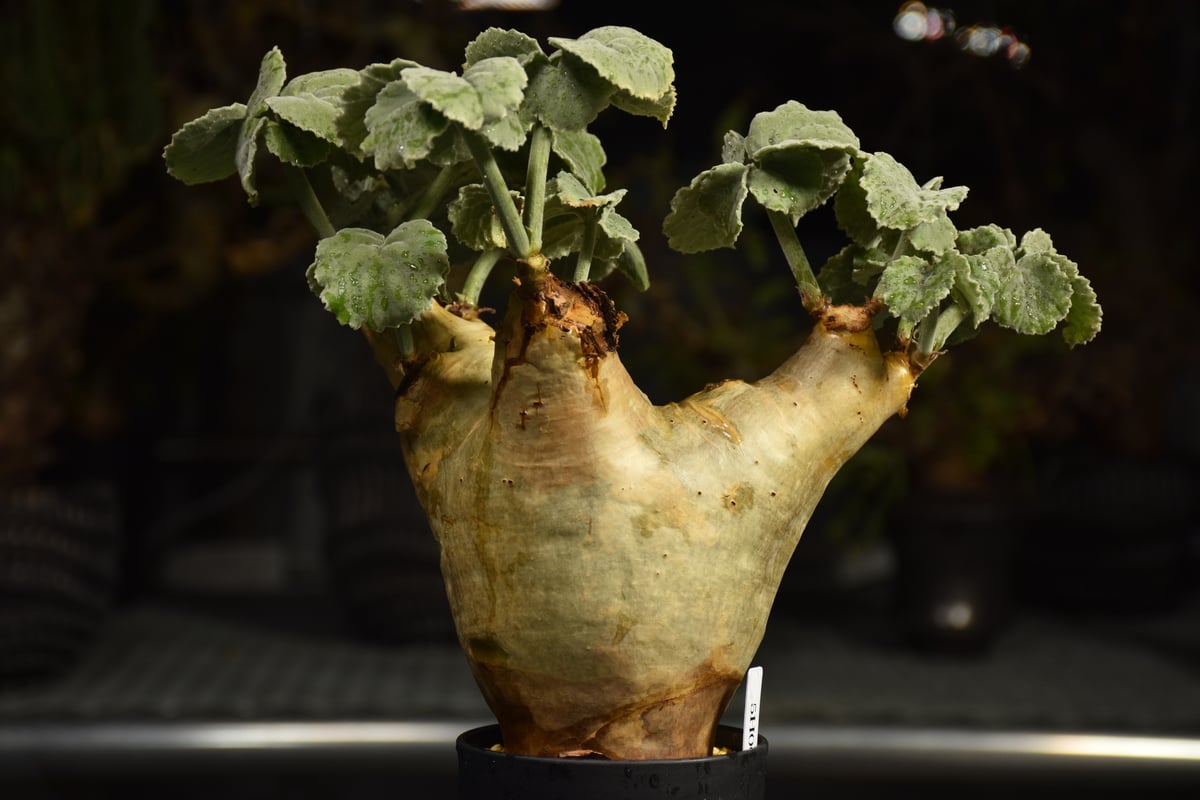 Cyphostemma uter var. macropus キフォステンマ ウター マクロプ