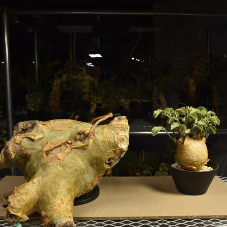 Cyphostemma uter macropus　キフォステンマ ウター マクロプス ベアルート株 6I5 芽吹きあり