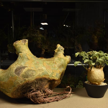 Cyphostemma uter macropus　キフォステンマ ウター マクロプス ベアルート株 6I9 芽吹きあり