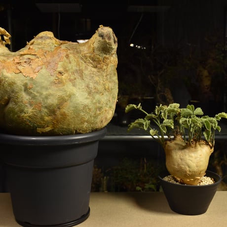Cyphostemma uter macropus　キフォステンマ ウター マクロプス ベアルート株 6I1　芽吹きあり