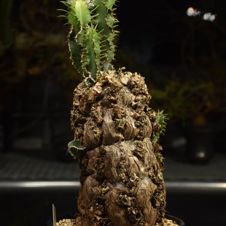 Euphorbia mlanjeana　ユーフォルビア ムランジーナ 発根済現地株 I89