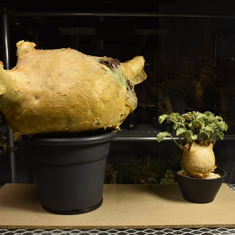 Cyphostemma uter macropus　キフォステンマ ウター マクロプス ベアルート株 6I6 芽吹きあり