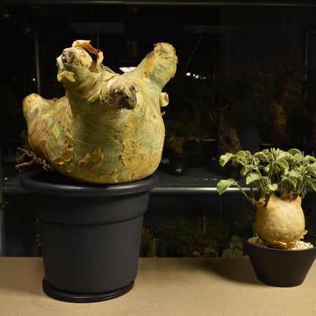 Cyphostemma uter macropus　キフォステンマ ウター マクロプス ベアルート株 6I9 芽吹きあり