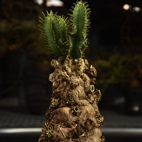 Euphorbia mlanjeana　ユーフォルビア ムランジーナ 発根済現地株 I87