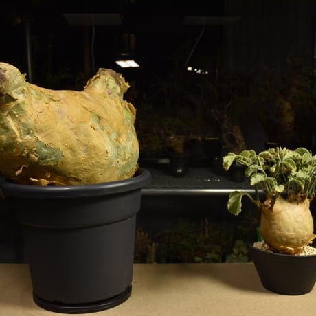 Cyphostemma uter macropus　キフォステンマ ウター マクロプス ベアルート株 6I14 芽吹きあり