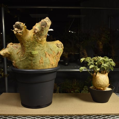 Cyphostemma uter macropus　キフォステンマ ウター マクロプス ベアルート株 6I5 芽吹きあり