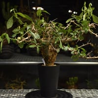 Commiphora habessinica コミフォラ ハベシニカ 発根済現地株 6B35