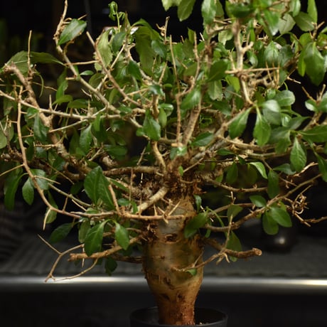 Commiphora habessinica コミフォラ ハベシニカ 発根済現地株 6B34