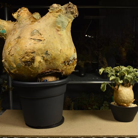 Cyphostemma uter macropus　キフォステンマ ウター マクロプス ベアルート株 6I16 芽吹きあり