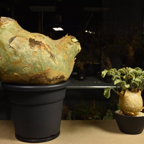 Cyphostemma uter macropus　キフォステンマ ウター マクロプス ベアルート株 6I13 芽吹きあり